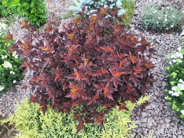 Пузыреплодники Ledi in Red