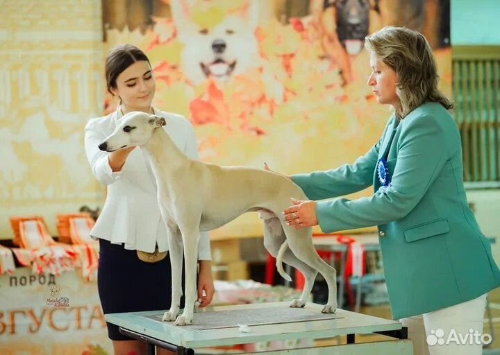 Хендлер Новосибирск и Академ