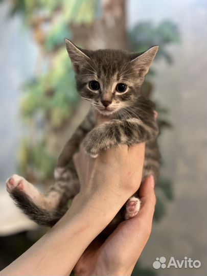 Полосатые серые котята мальчики