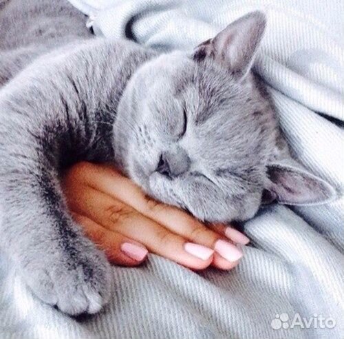 Передержка животных. Зоогостиница