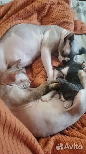 Котенок сфинкс браш