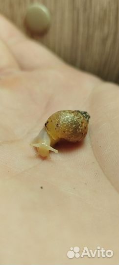 Улитки ахатины