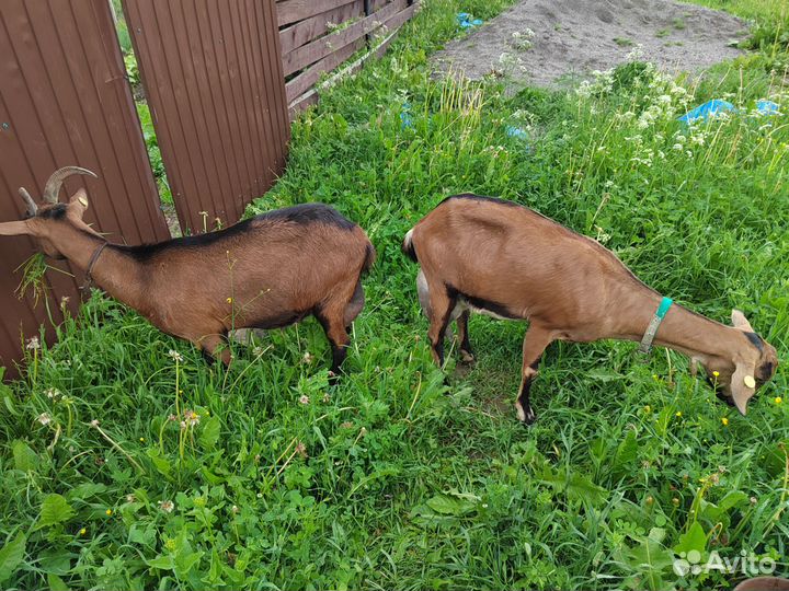 Альпийская козочка