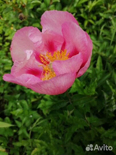 Пион Golden Frolic