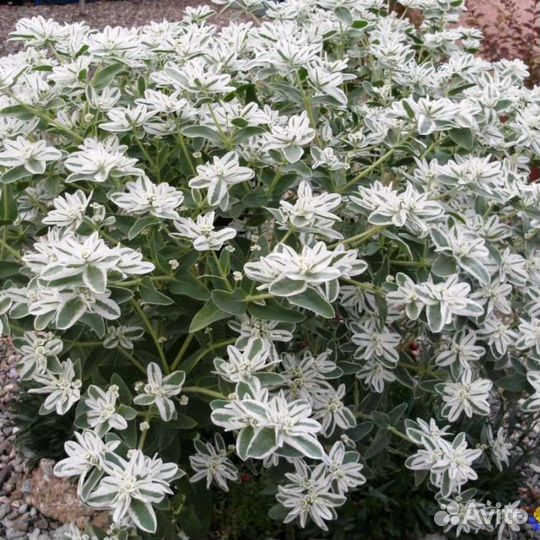 Эуфорбия-Маргината