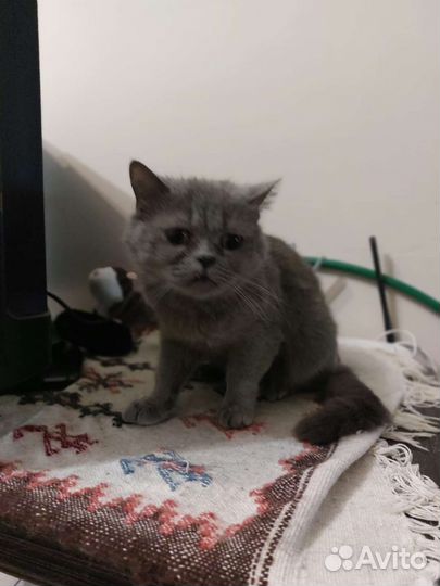 Британская кошка в добрые руки