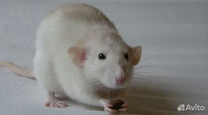 Крыса дамбо