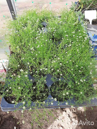 Мшанка шиловидная, Очиток (седум) 