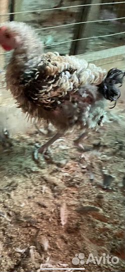 Мускусные индоутята и породистые петушки