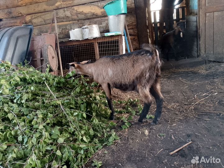 Нубийские козы и альпийские козлы