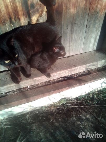 Отдам в самые добрые руки котика и кошку