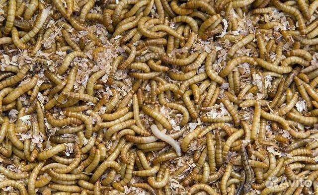 Мучной червь