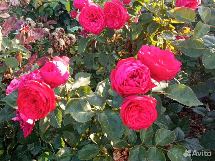 Саженцы роз