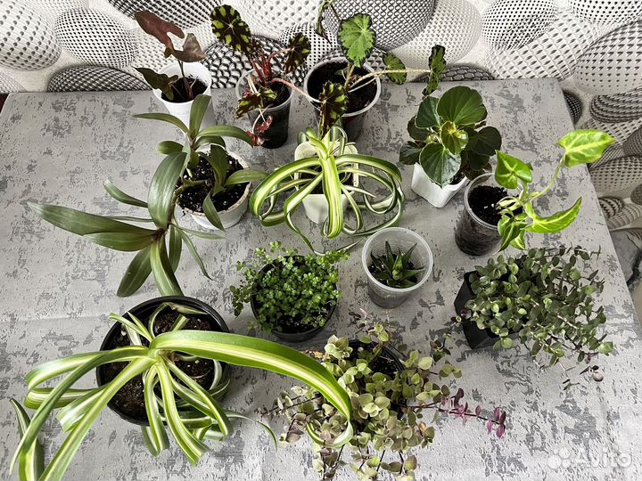 Комнатные цветы