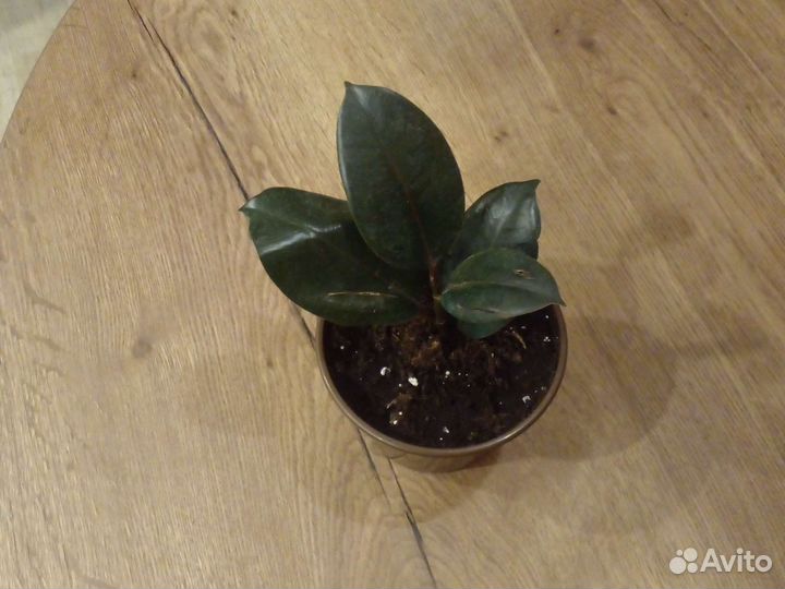 Фикус каучуконосный