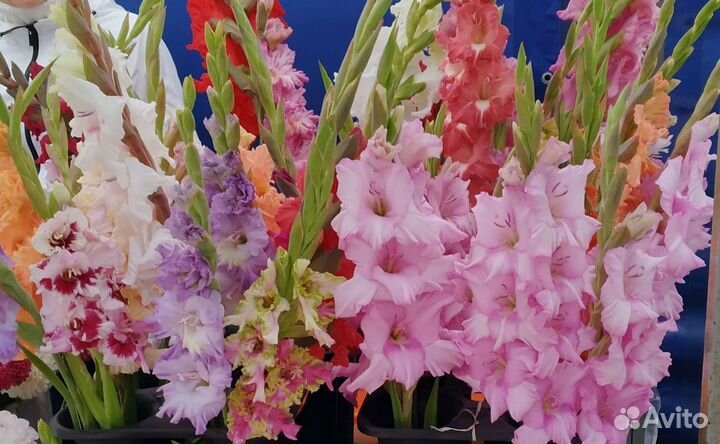 Гладиолусы луковицы