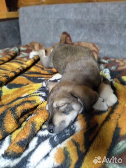 Спальчарка