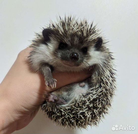 Африканский ежик