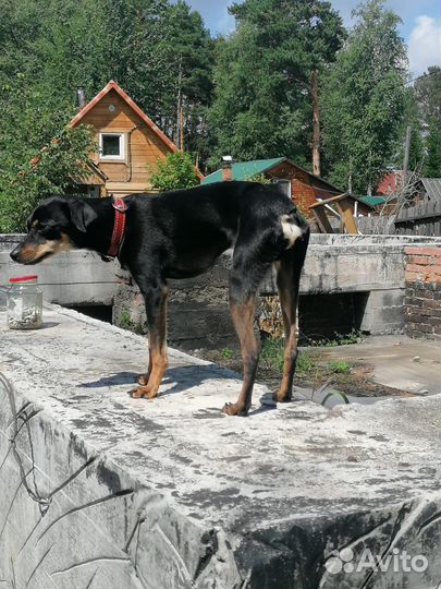 Собака