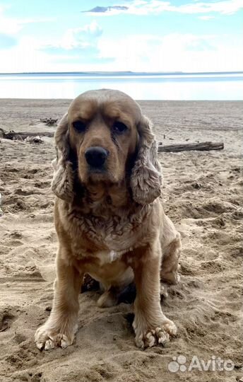 Спаниель (мальчик )вязка