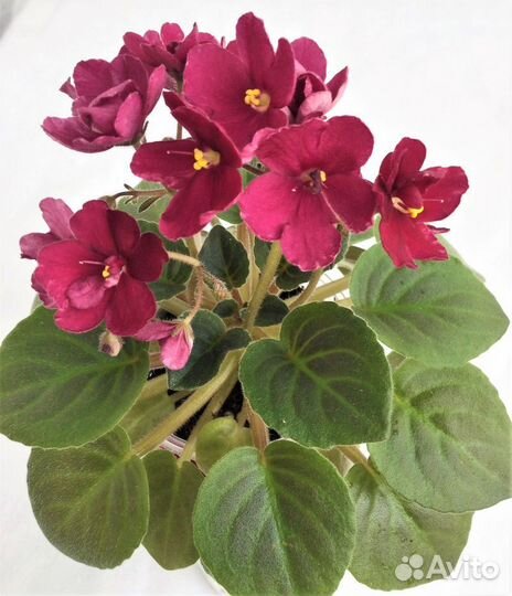 Цветущие фиалки мини и полумини