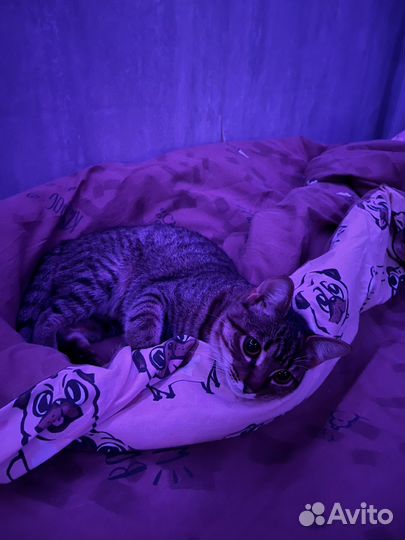 Кот