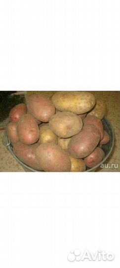 Продам картофель