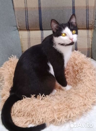 Я изгой в кошачьем прайде