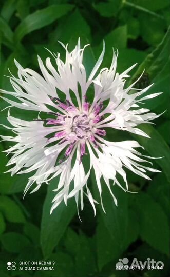 Многолетние цветы для сада