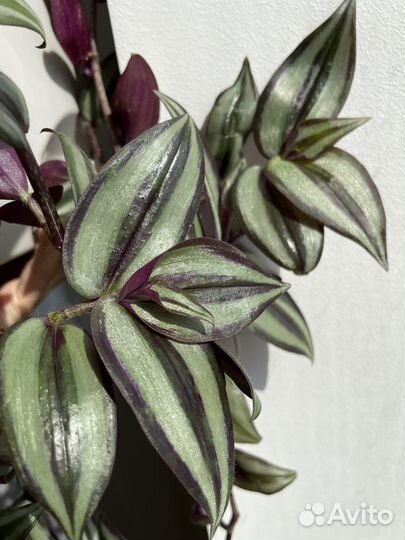 Традесканция зебрина