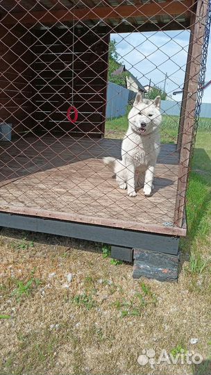 Передержка животных