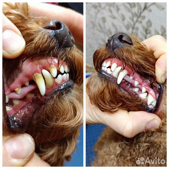 Тримминг, стрижка, чистка зубов ультразвуком