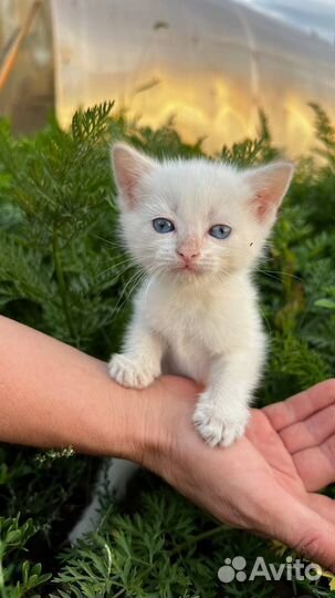 Котята ищут любящую семью