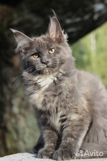 Котенок Мейн-Кун с правом разведения Девочка