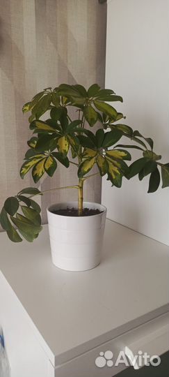 Шефлера вариегатная