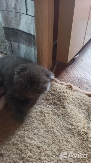 Британская