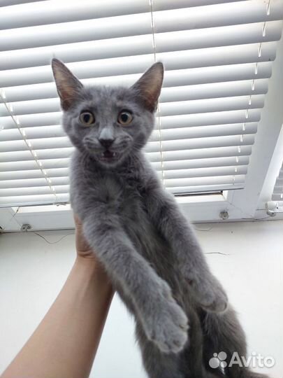 Миссис Кисель