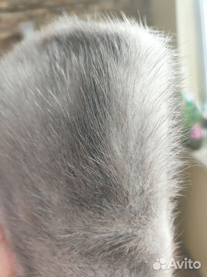 Меховой воротник норка