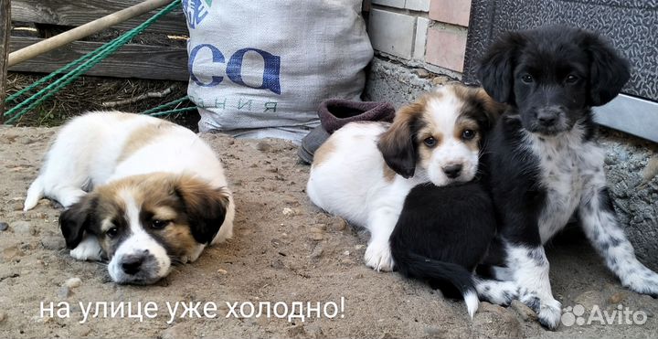 Ласковые щенки ищут дом