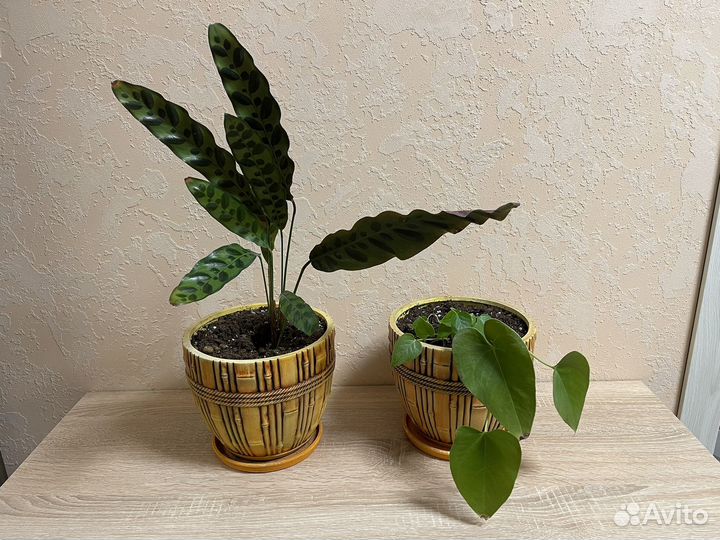 Комнатный цветок калатея антариум