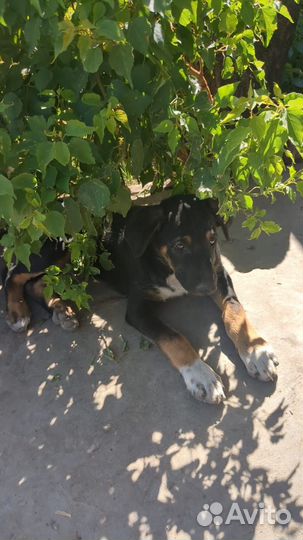 Щенок в добрые руки бесплатно