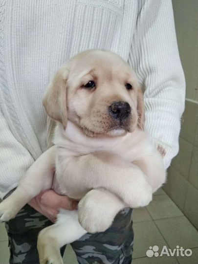 Щенки лабрадора