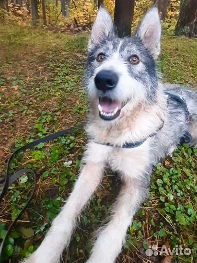 Добрая собака