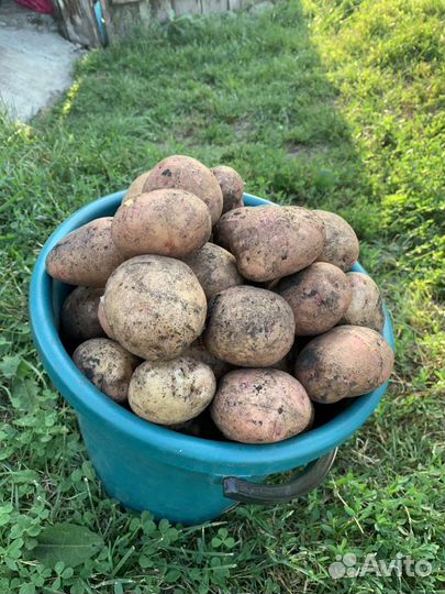 Картофель с собственного огорода