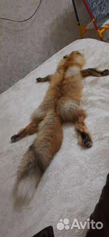 Шкуры рыжей лисы