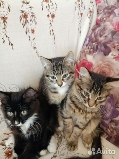 Отдам кошку и котята в хорошие руки