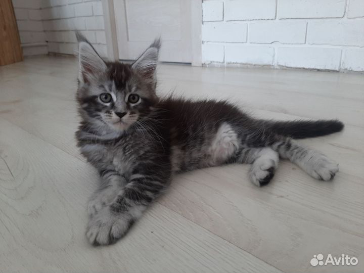 Котята мейн-кун