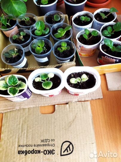 Фиалка Настя