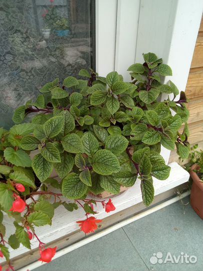 Плектрантус реснитчатый