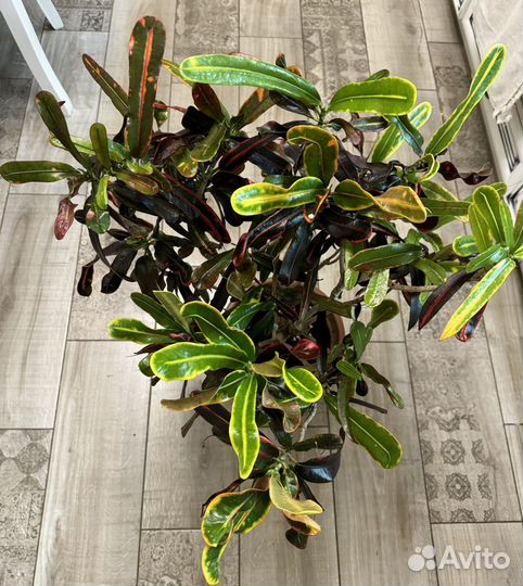 Кротон Мамми